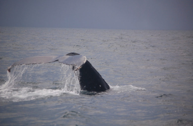 Chattanooga: A glimpse of hope? CBD and PTSD.