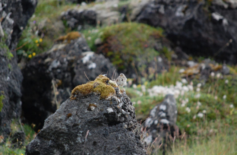 Chattanooga: Post-school holidays re-set. PTSD self-scan.