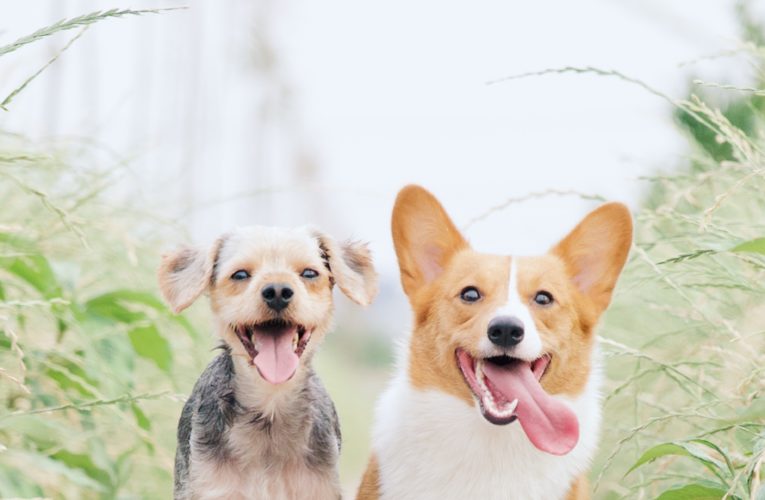 Preventing Home Dog Fights in Chattanooga